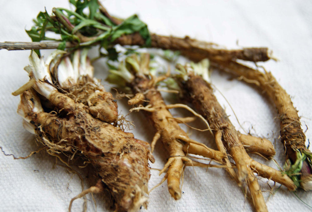 Chicory Root Fiber is a Familiar Food Ingredient