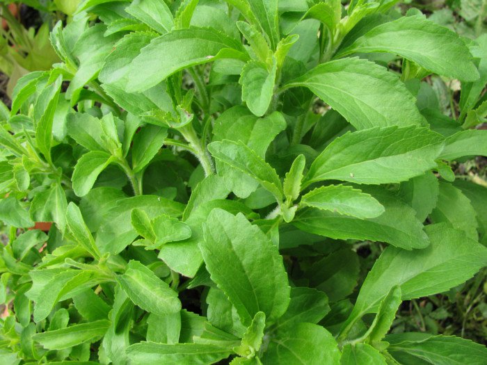 7 Benefits of Stevia